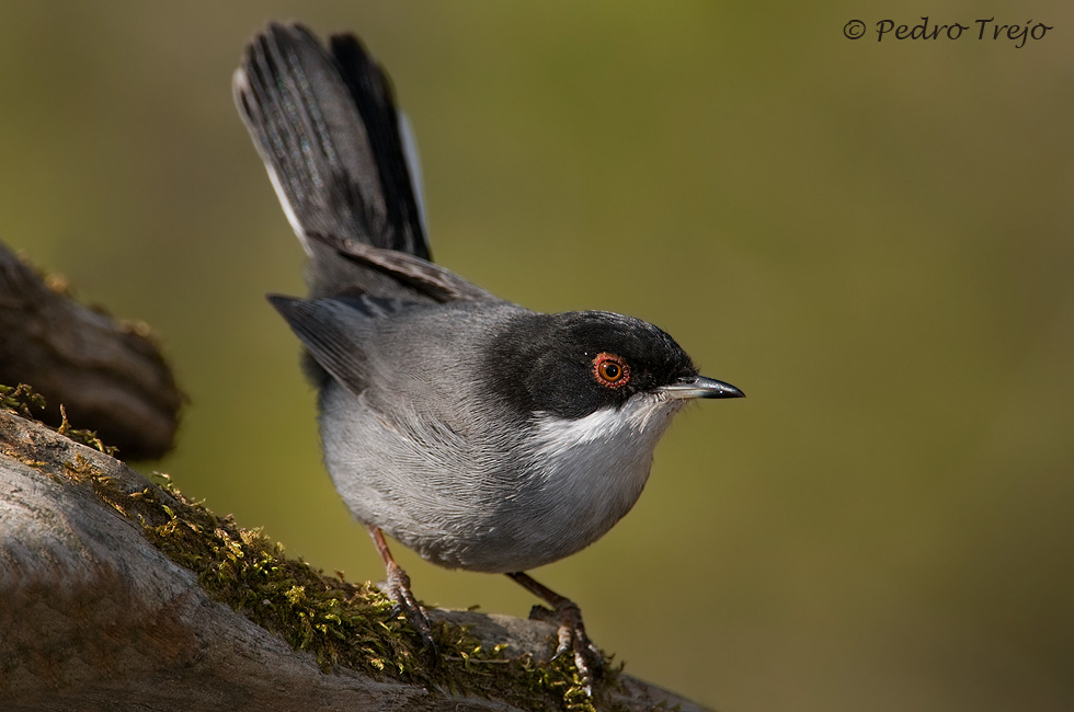 Curruca cabecinegra (Sylvia melanocephala)